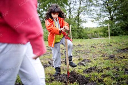 TA Trädplantering 4